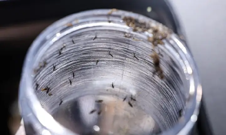 Ministério da Saúde intensificará mobilização contra dengue no Brasil