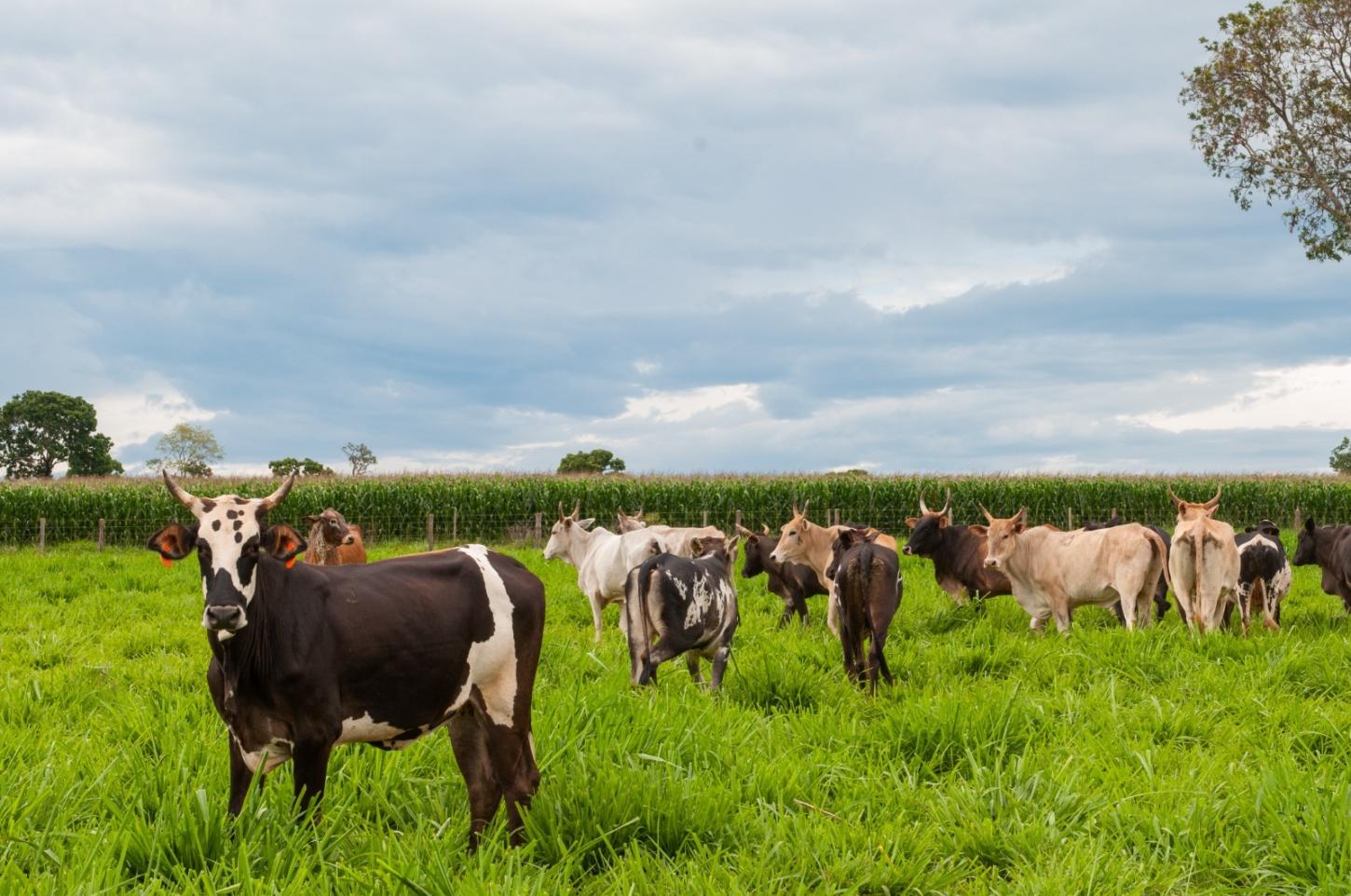 Pecuaristas devem fazer declaração de rebanho a partir de 1º de maio em Goiás