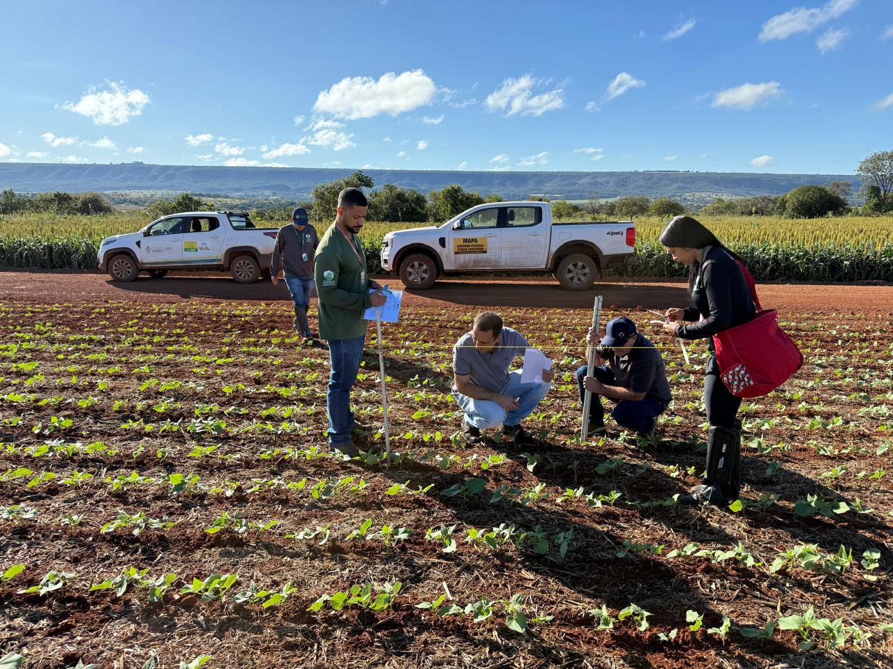 Agrodefesa monitora mosca-branca e viroses do feijoeiro em 12 municípios de Goiás