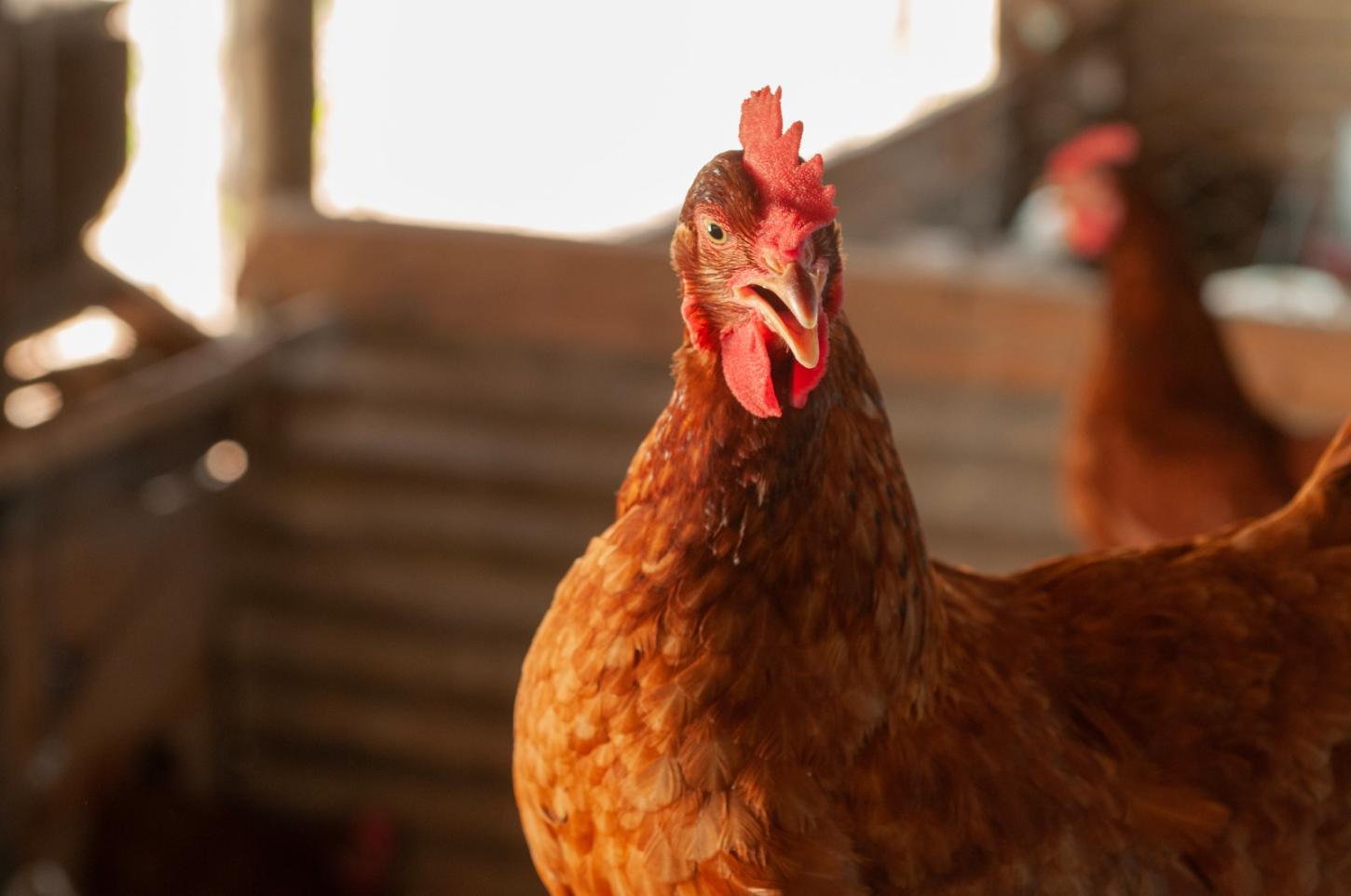 Goiás mantém status livre de gripe aviária e reforça ações de prevenção