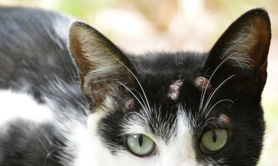 Prefeitura de Senador Canedo alerta população sobre esporotricose em gatos