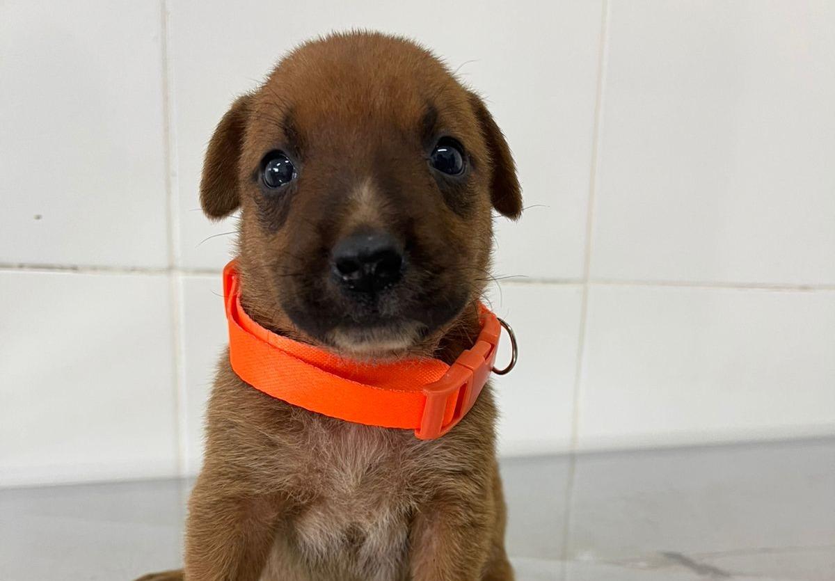 Adoção de Animais em Aparecida será neste sábado, 1º