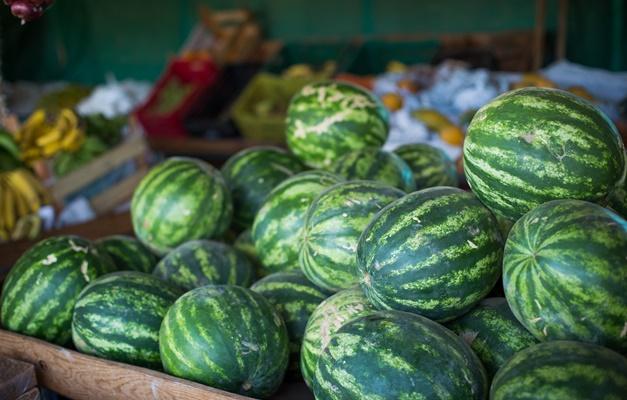 Goiás se destaca na produção de melancia e alcança recorde nacional