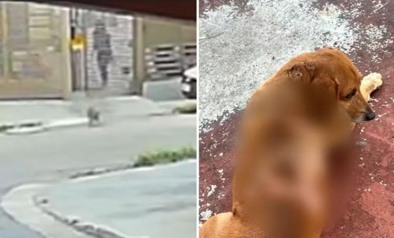 Cão comunitário sofre queimaduras após mulher jogar óleo quente em Goiânia