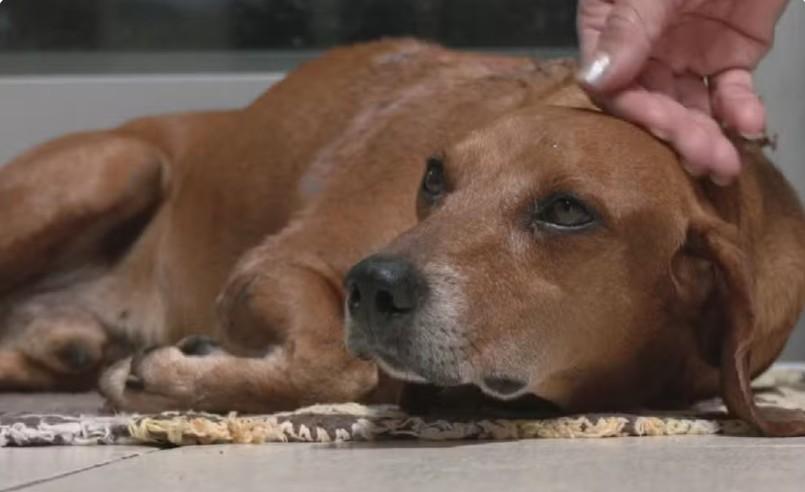 Moradora confessa ter jogado líquido quente em cão comunitário em Goiânia