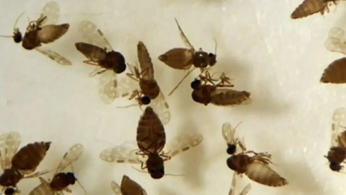 Goiás confirma primeiro caso de febre Oropouche com transmissão local em Anápolis