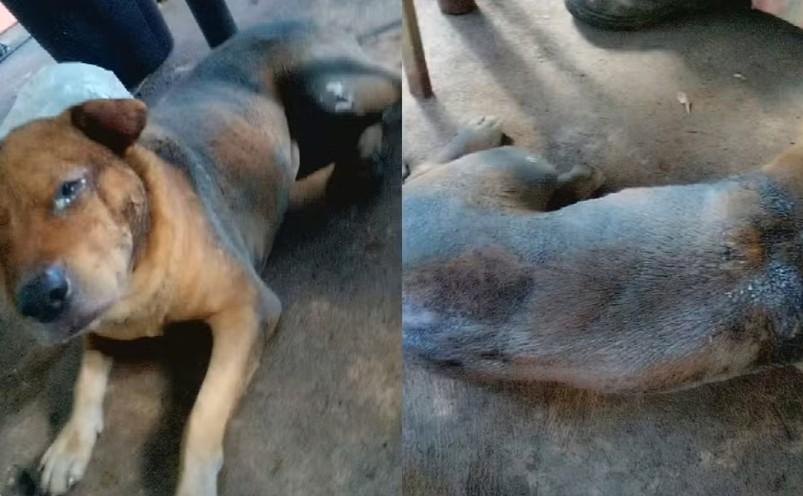 Mecânico é preso após atear fogo em cachorro em Aparecida de Goiânia