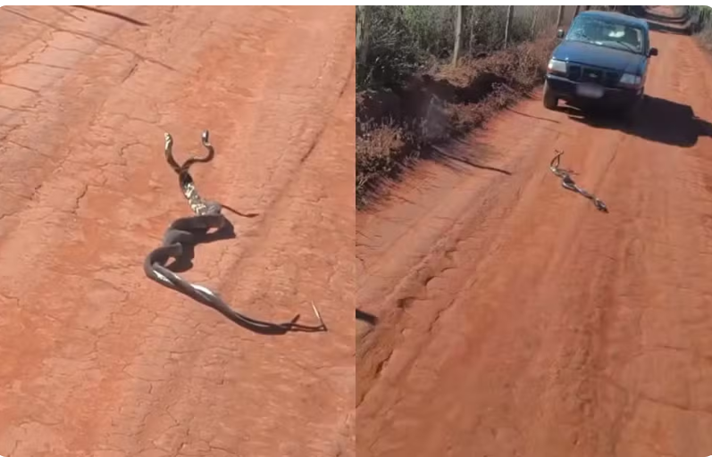 Moradora grava vídeo de duas cobras enroladas e cena impressiona internautas em Goiás