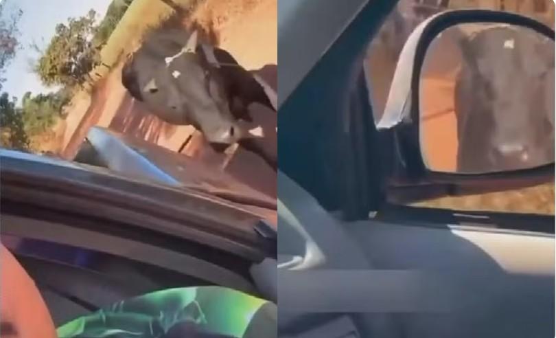 Motorista arrasta boi preso a caminhonete, faz piada e acaba investigado por maus-tratos em Goiás