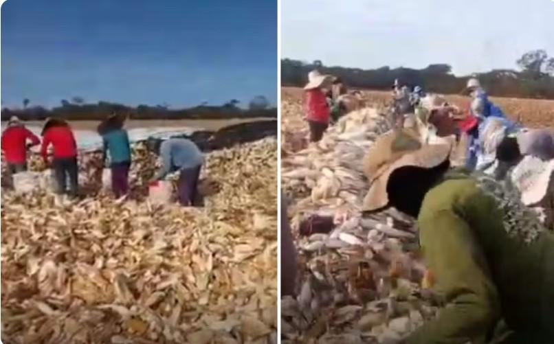 Operação resgata 55 trabalhadores em condições análogas à escravidão em Goiás