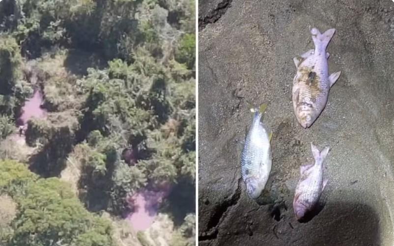 Peixes mortos são encontrados em córrego contaminado após incêndio com carga química na BR-153, em Professor Jamil