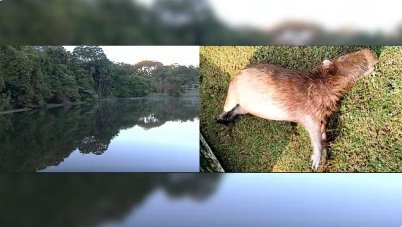 Quatro capivaras são encontradas mortas no Jardim Botânico de Goiânia; Amma investiga causas