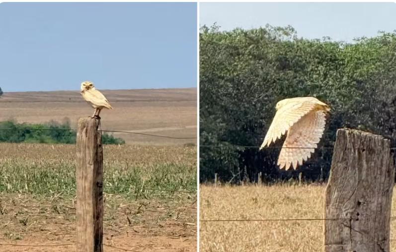 Coruja branca e rara é registrada em área rural de Jataí, em Goiás