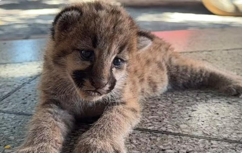 Filhote de onça-parda é resgatado sozinho em lavoura de milho em Goiás