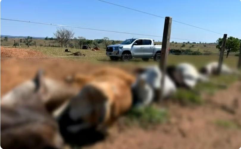 Fio de energia cai em cerca e mata 61 cabeças de gado durante chuva em Goiás