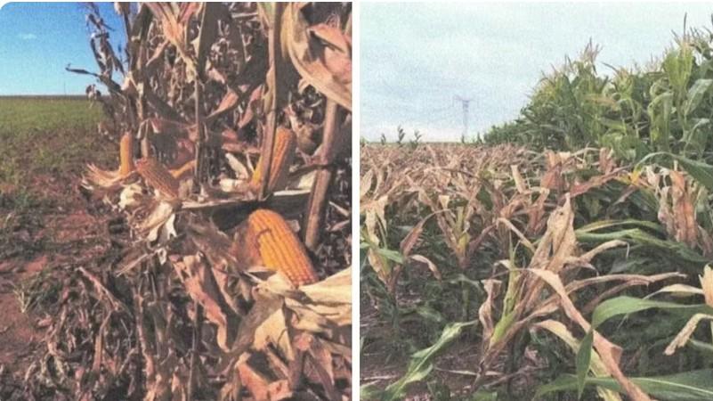 Trabalhador que destruiu lavoura de milho ao aplicar herbicida no lugar de fungicida cometeu “negligência gravíssima”, diz desembargadora