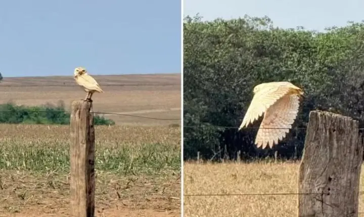 Coruja branca e rara é registrada em área rural de Jataí, em Goiás
