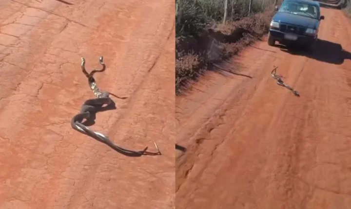 Moradora grava vídeo de duas cobras enroladas e cena impressiona internautas em Goiás