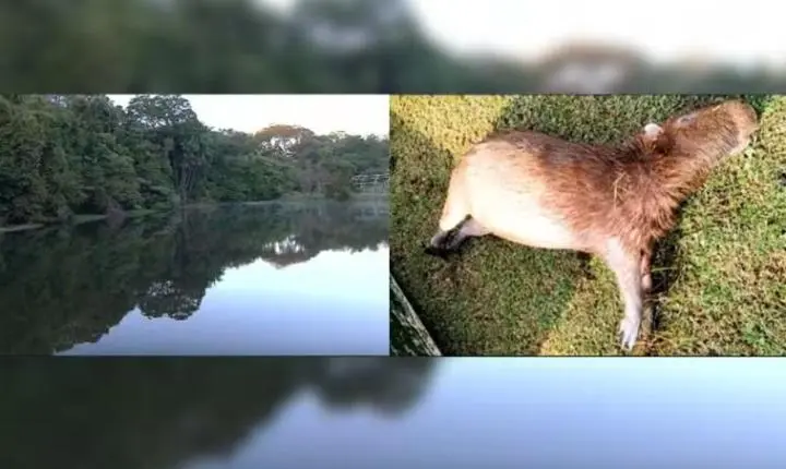 Quatro capivaras são encontradas mortas no Jardim Botânico de Goiânia; Amma investiga causas